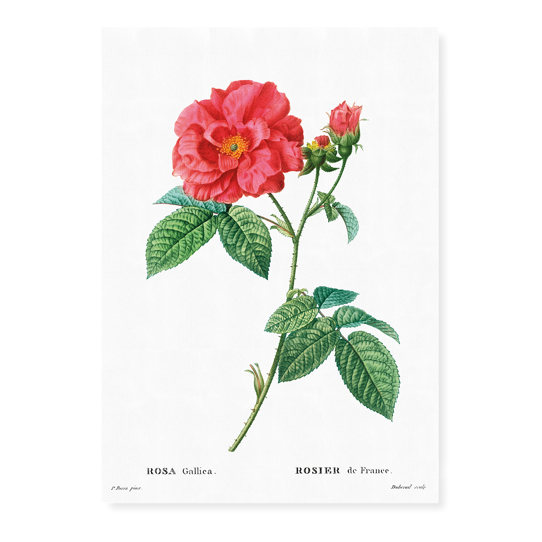 French rose By Pierre Joseph Redout Art Print Prul Shop