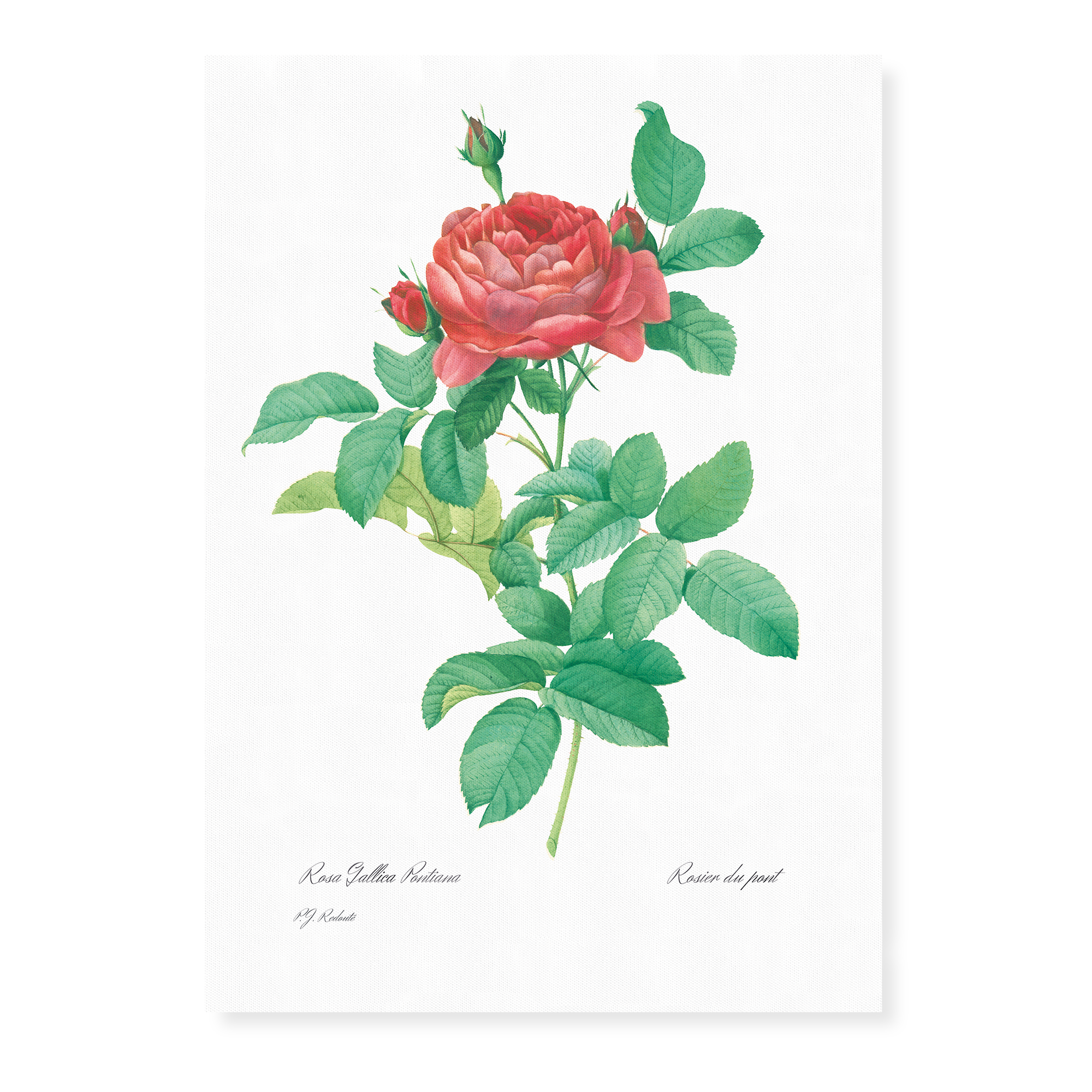 Vintage Flowers Roses Art Prints Prul Shop