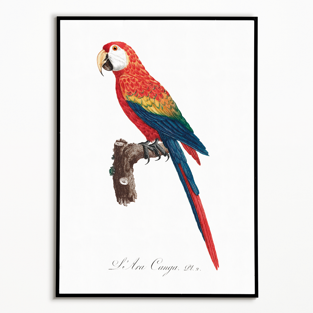 Ara Canga - Art Print