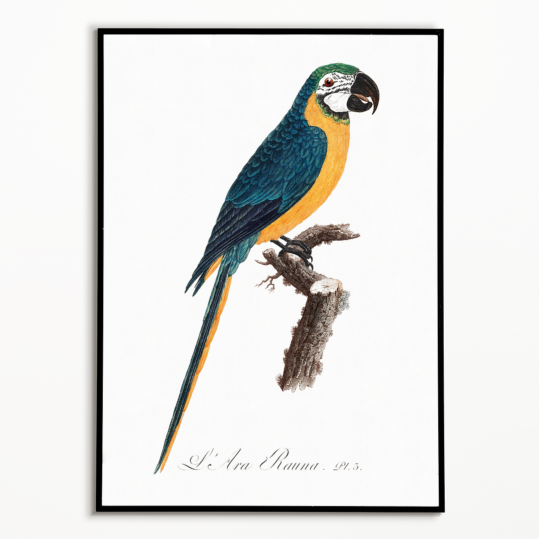 Blue-and-Yellow Macaw, Ara ararauna - Art Print