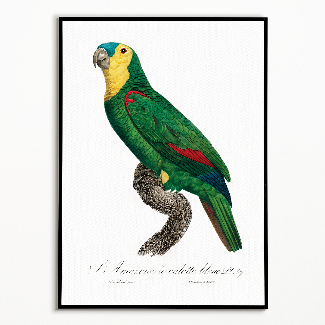 Blue-Fronted Amazon Parrot - Art Print