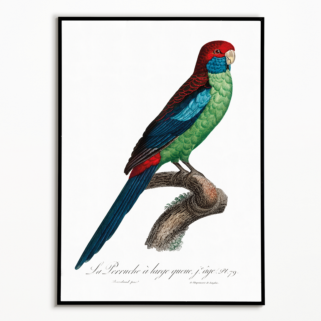 Broad-Tailed Parrot - Art Print