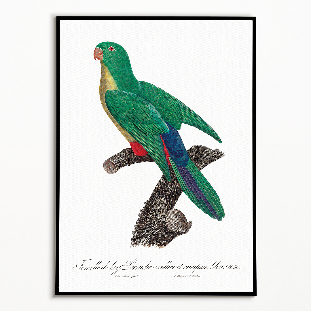 Crossbreed between rose-ringed parakeet and blue-rumped parrot, female - Art Print