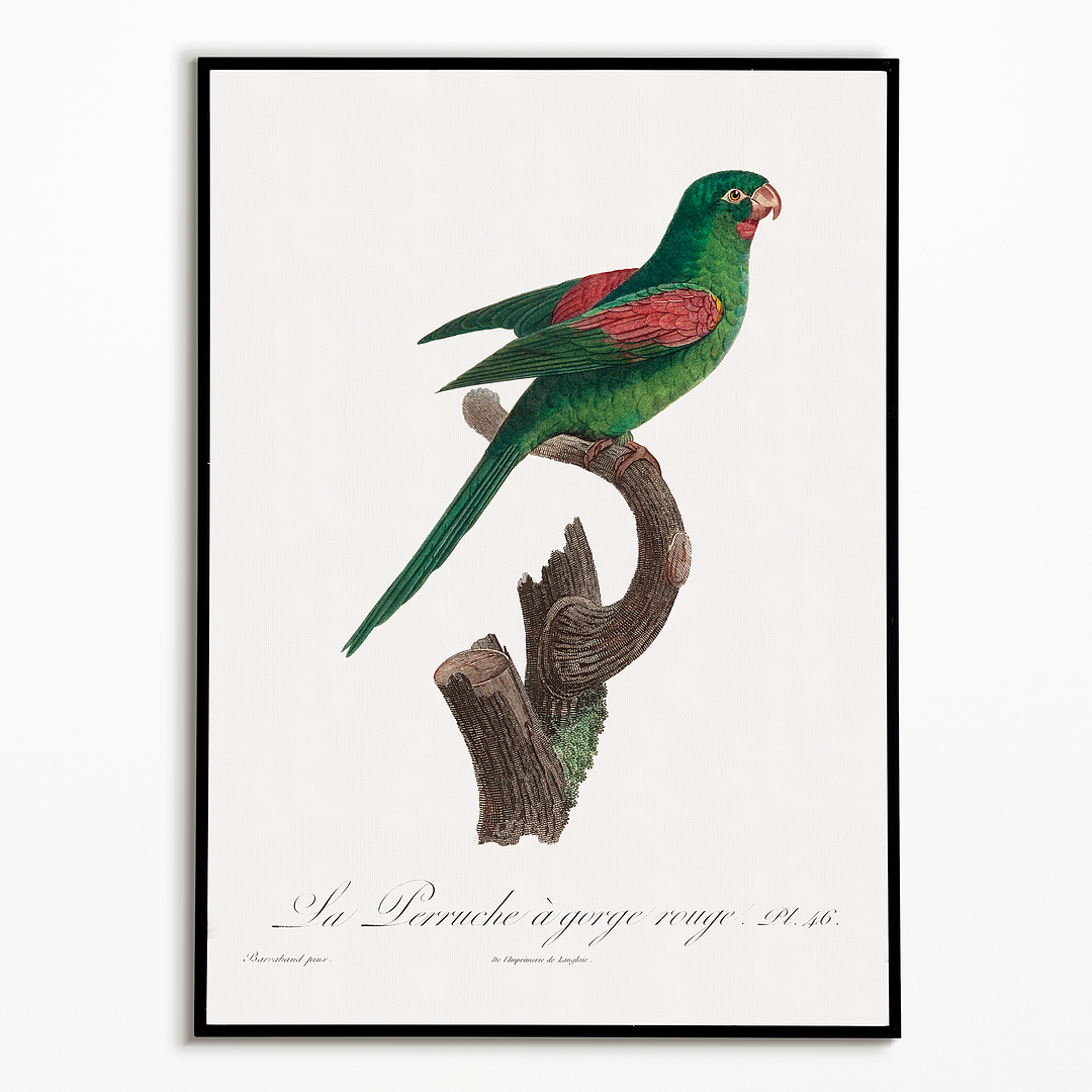 he Red-Throated Parakeet, Psittacara rubritorquis - Art Print