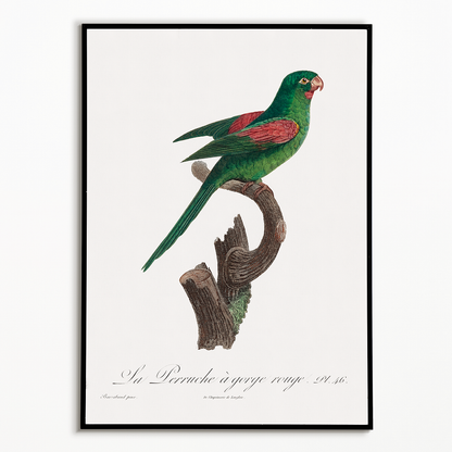 he Red-Throated Parakeet, Psittacara rubritorquis - Art Print