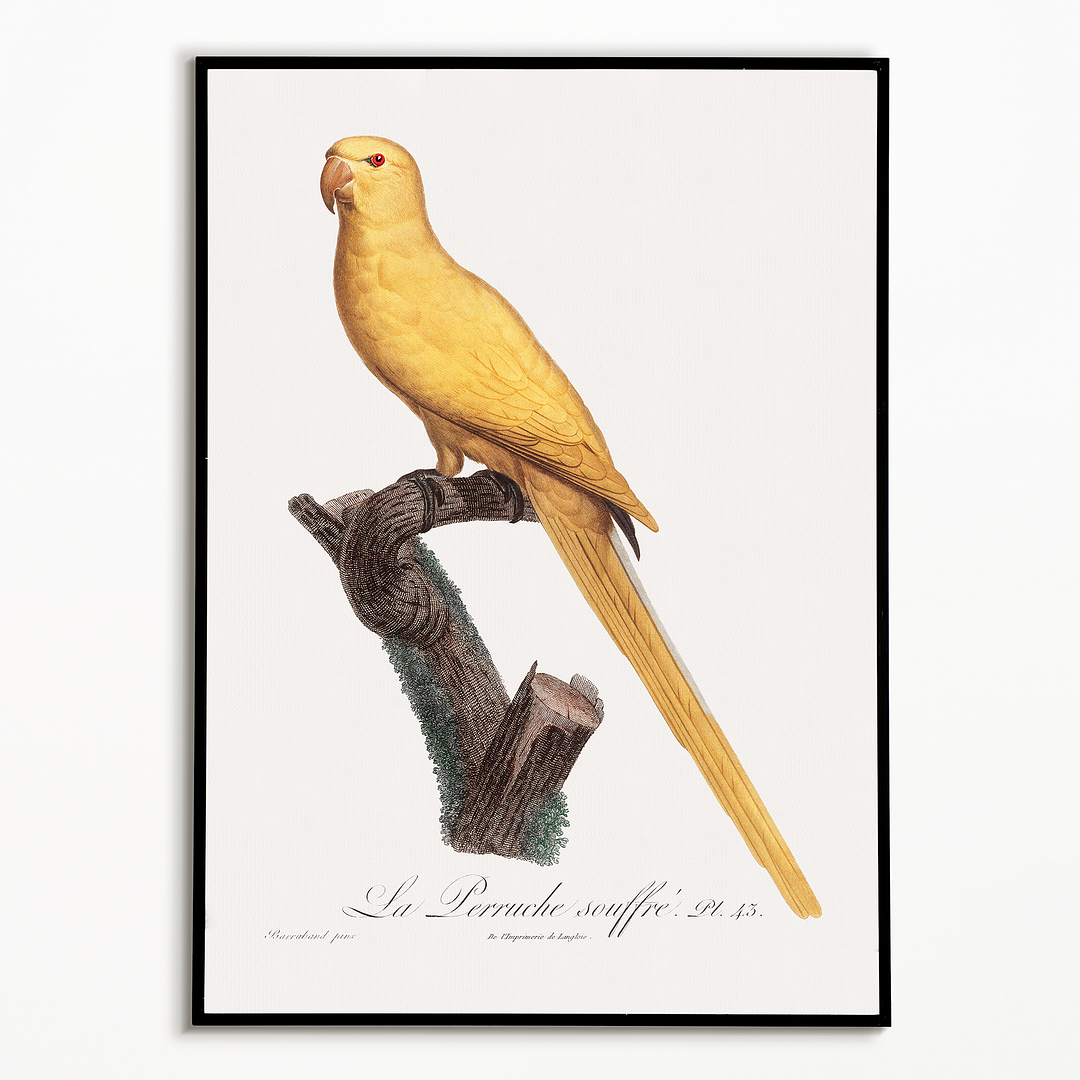 Lutino Parakeet - Art Print