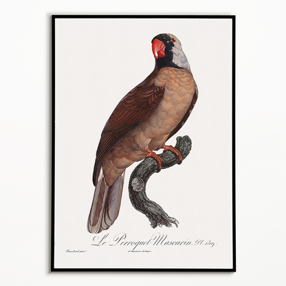 Mascarine Parrot   - Art Print