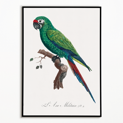 Military Macaw, Ara militaris  - Art Print