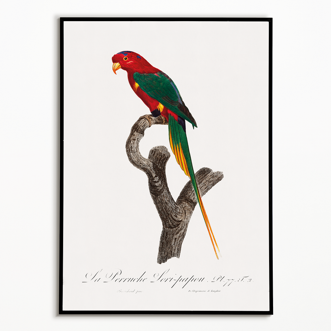 Papuan Lorikeet   - Art Print