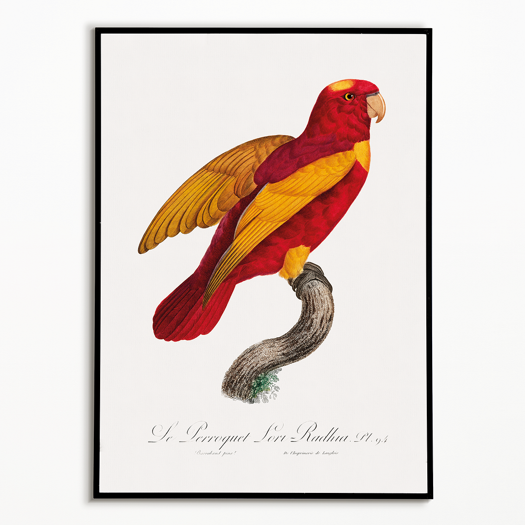 Red-and-Gold Lory, Lorius rex  - Art Print