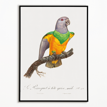 Senegal Parrot I - Art Print