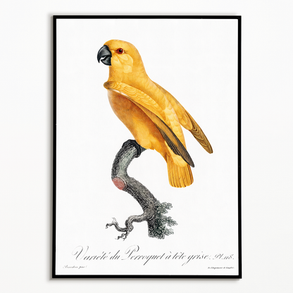 Senegal Parrot II - Art Print