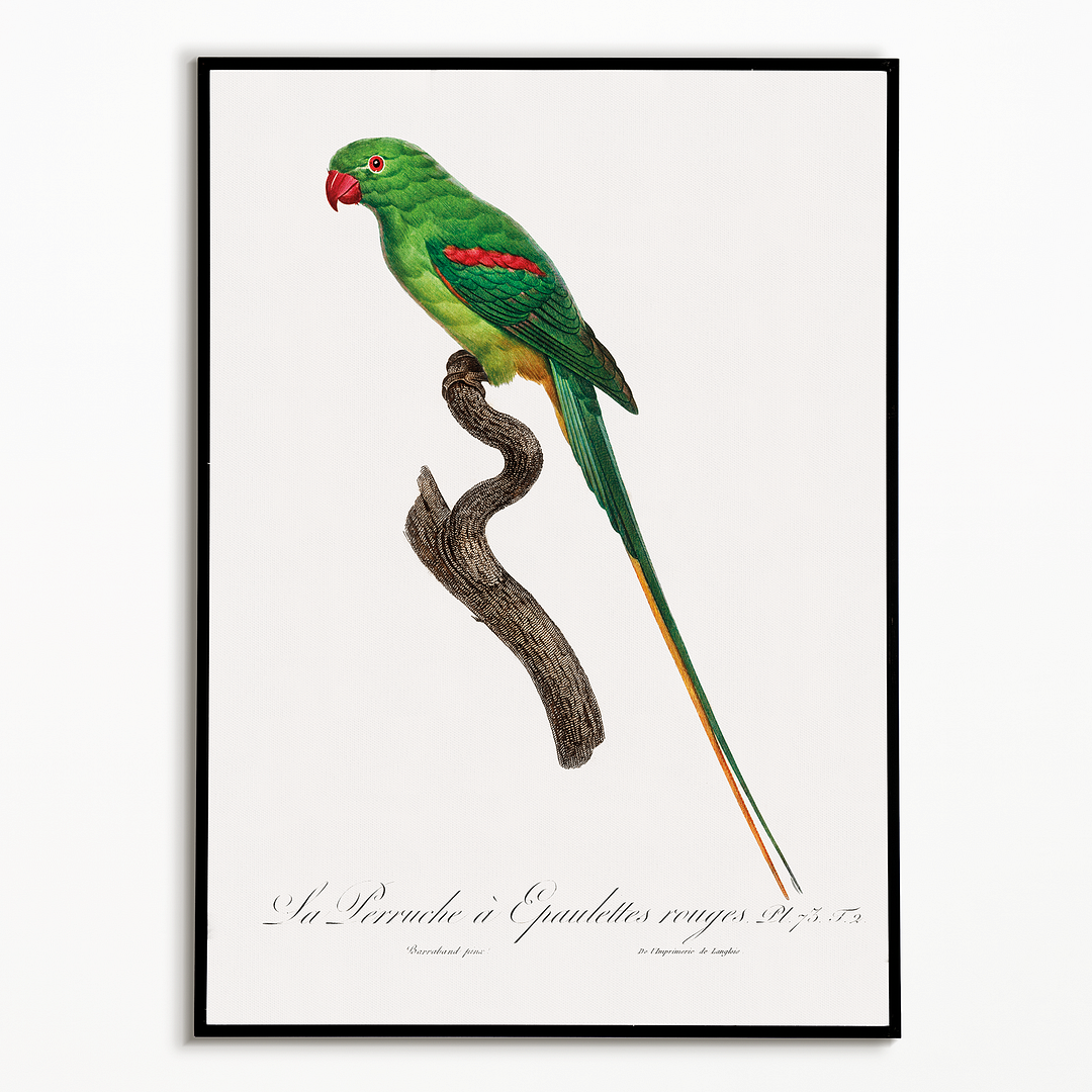 The Alexandrine Parakeet  - Art Print