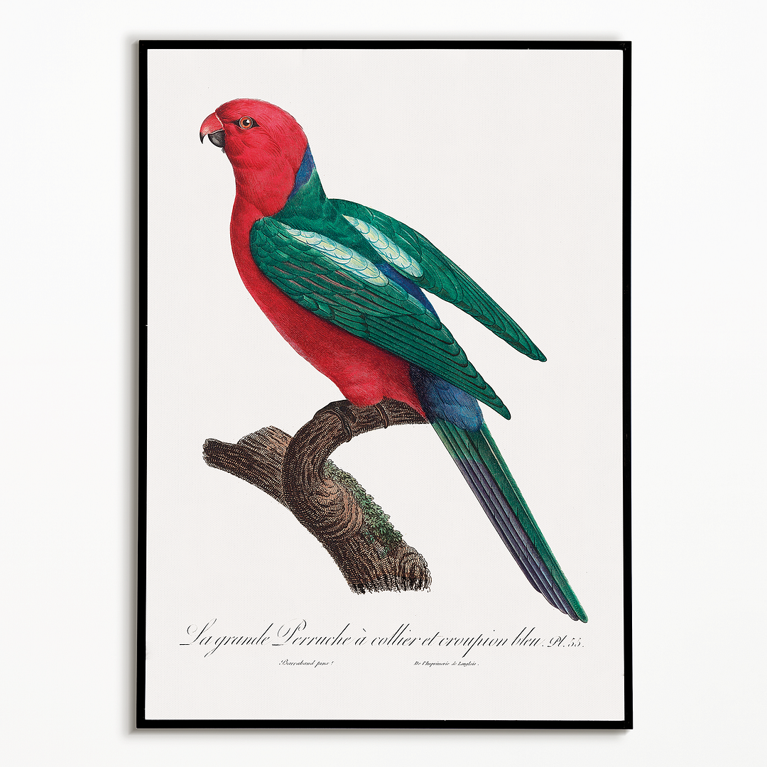 The Australian king parrot, Alisterus scapularis   - Art Print