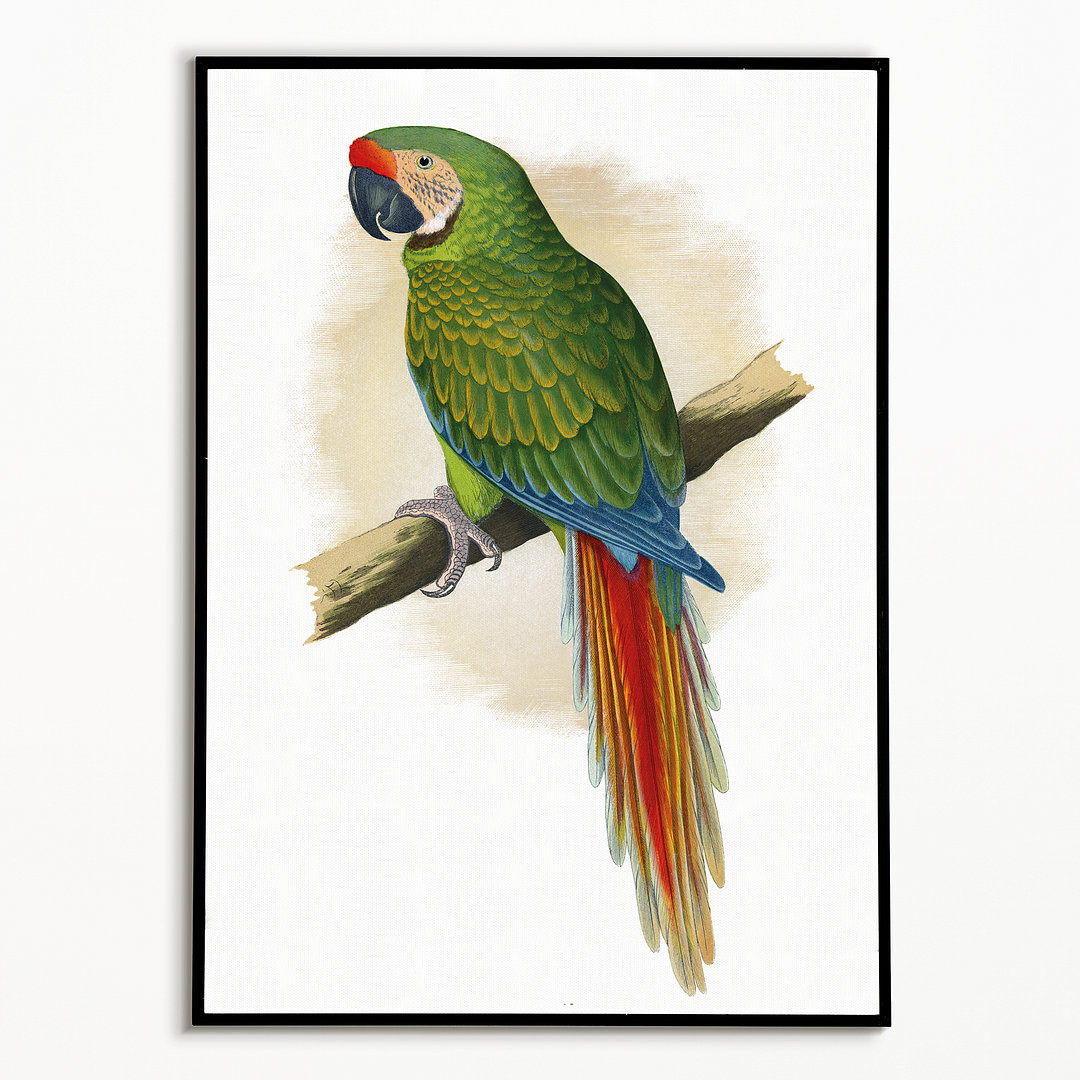 Military Macaw - Art Print