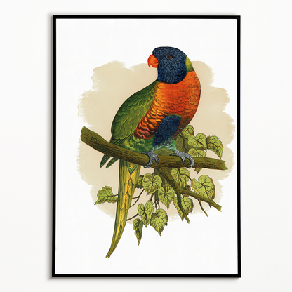 Blue Mountain Lory - Art Print