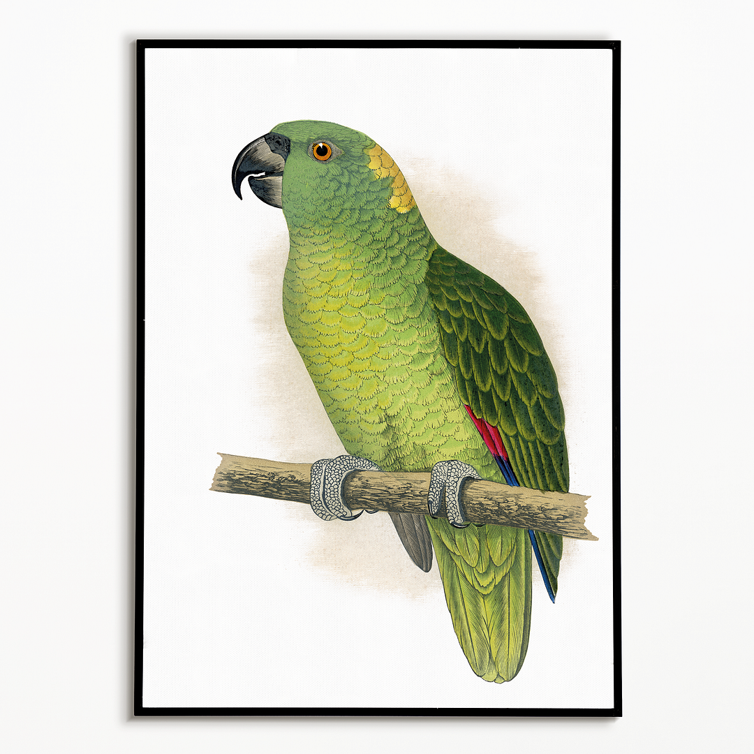 Yellow-Naped Amazon - Art Print