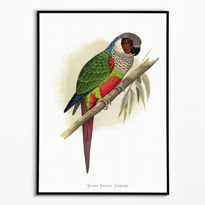 White-Eared Conure - Art Print