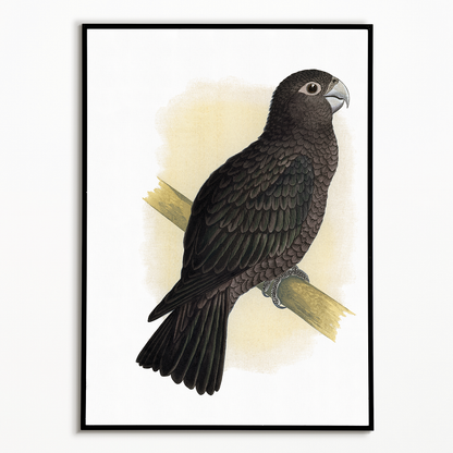 Vasa Parrot - Art Print