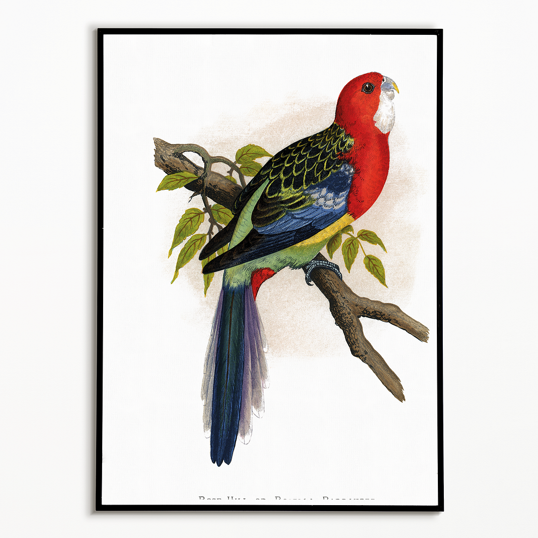 Rose-Hill or Rosella Parrakeet  - Art Print