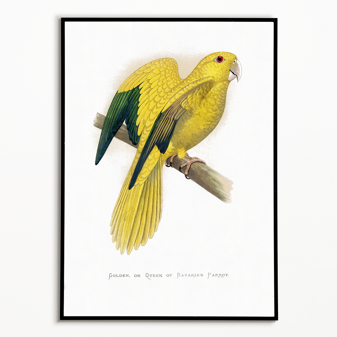 Golden or Queen Bavaria's Parrot  - Art Print