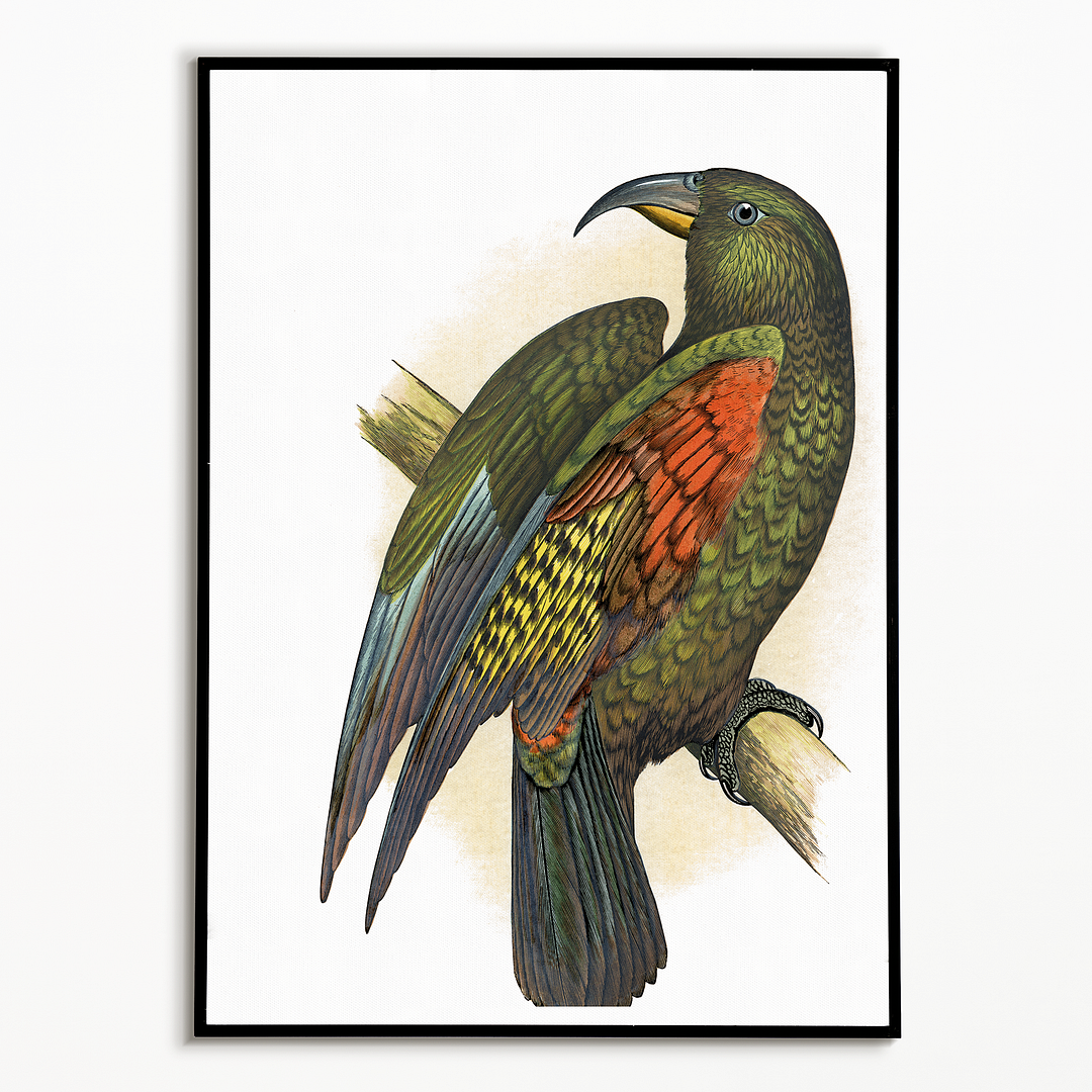 Mountain Parrot - Art Print