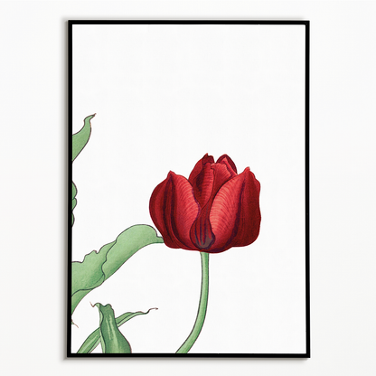 Red Tulip By Tanigami Kônan Art-Print