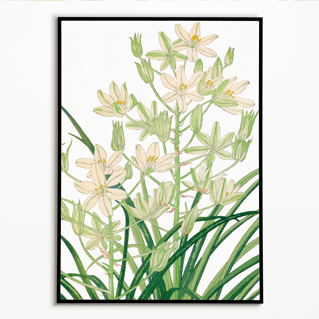 Ornithogalum By Tanigami Kônan Art-Print