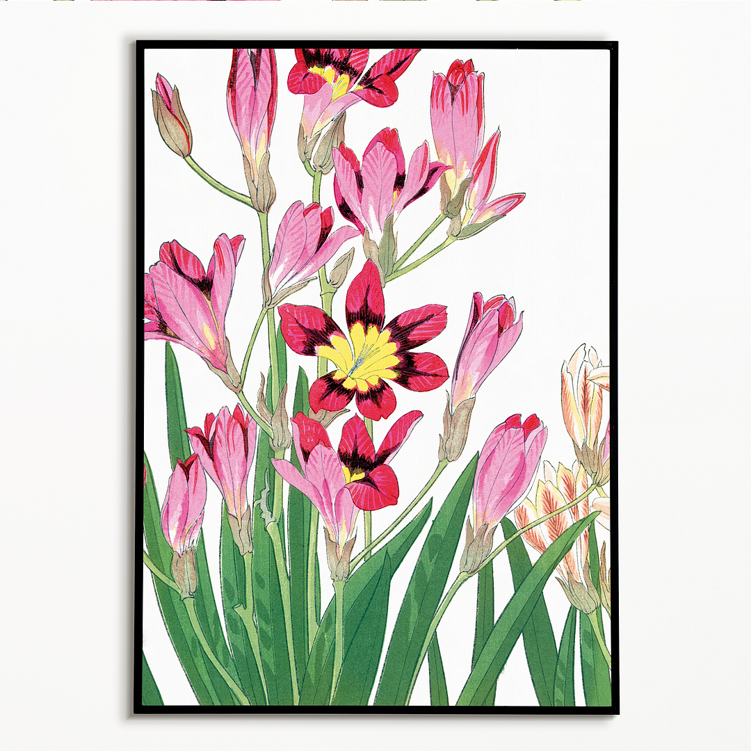 Ixia Flower By Tanigami Kônan Art-Print