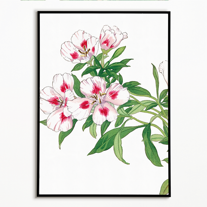 Godetia Flower By Tanigami Kônan Art-Print