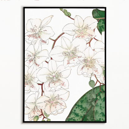 Moth Orchid By Tanigami Kônan Art-Print