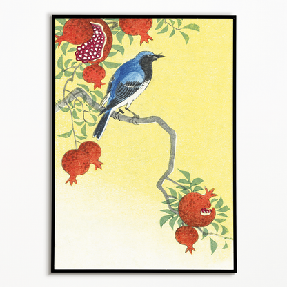 Blue robin perched on a pomegranate tree - Art Print