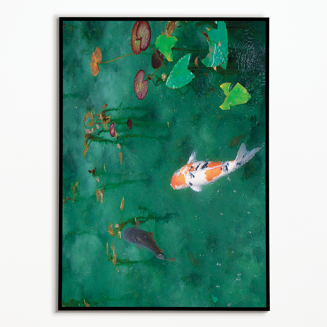 Koi Fish Serenity in the Water - Art Print