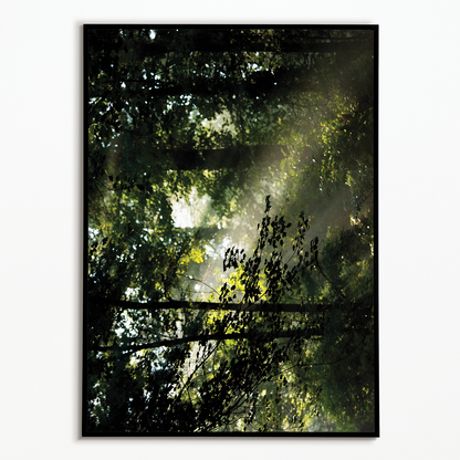 An early morning scene in Davidson River Campground - Art Print