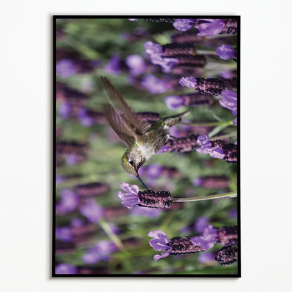 hummingbird feeding on lavender flowers - Art Print