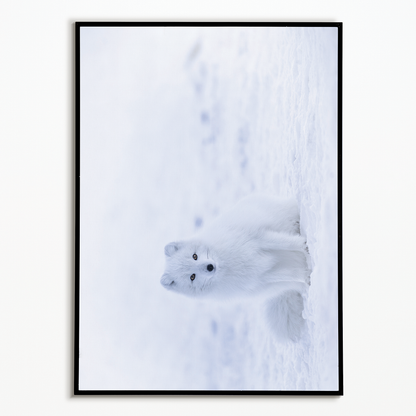 arctic fox sitting on snow - Art Print