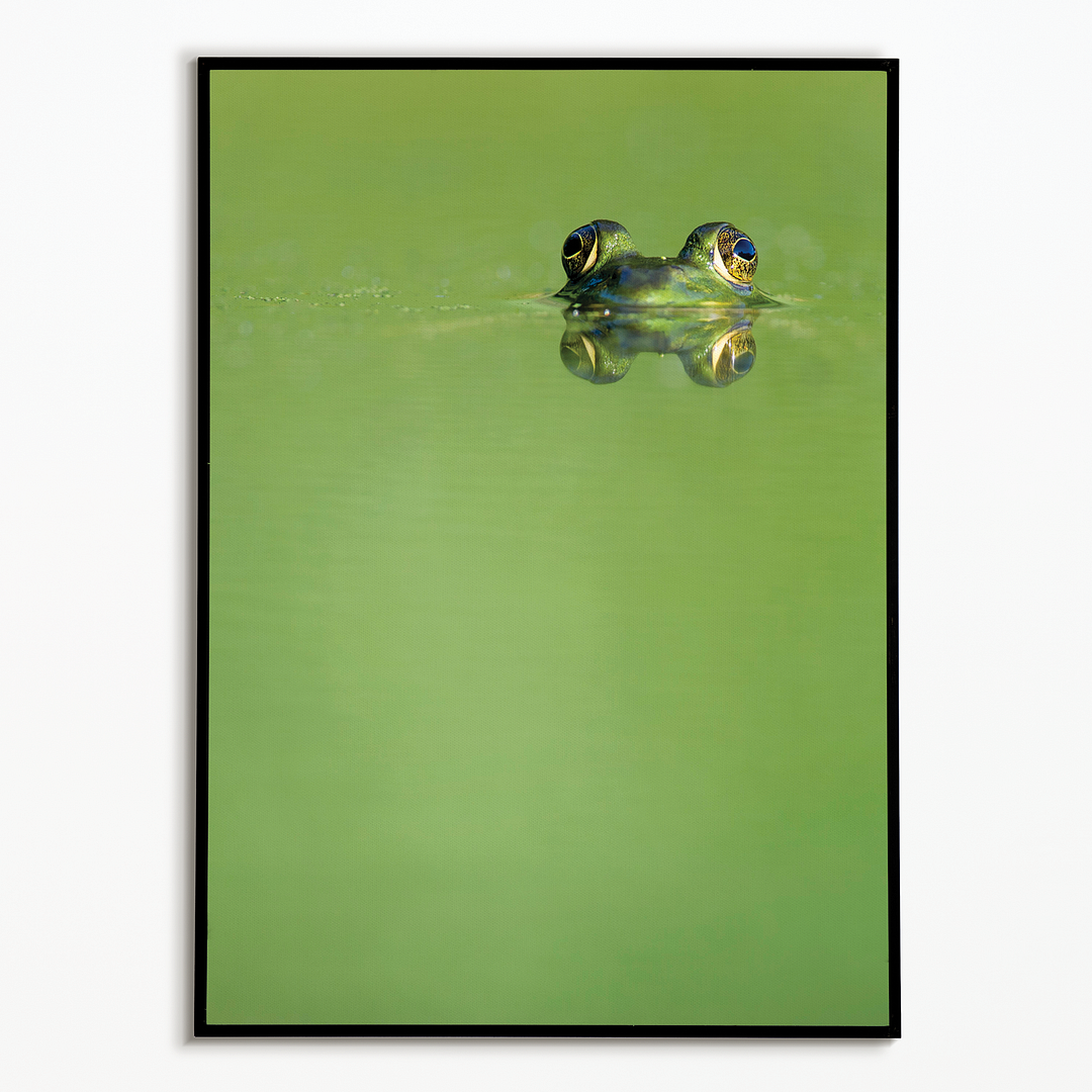 Green frog swimming in the water.  - Art Print