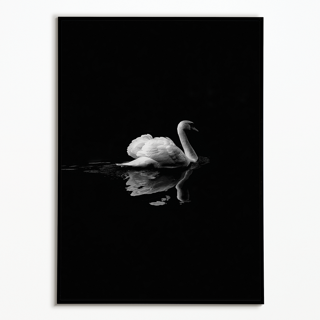 swan floating on water - Art Print