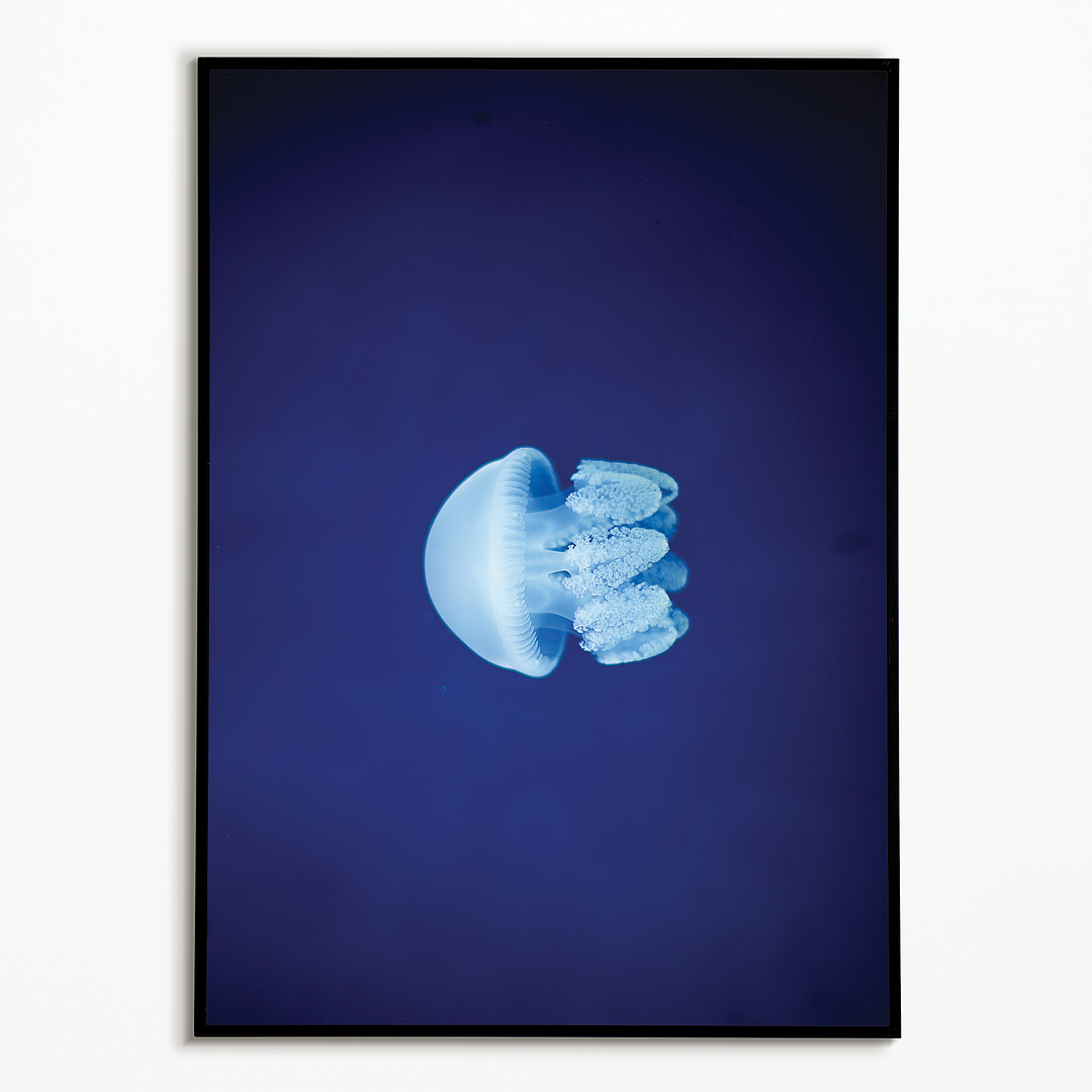 jelly fishes - Art Print