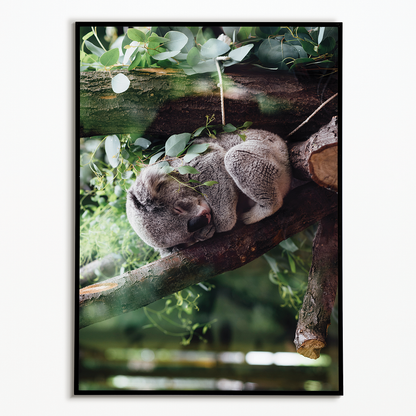 Koala sleeping on a tree branch - Art Print