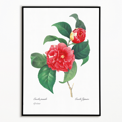 Japanese Camellia By Pierre-Joseph Redouté - Art Print