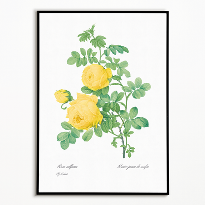 Yellow Rose of Sulfur By Pierre-Joseph Redouté - Art Print