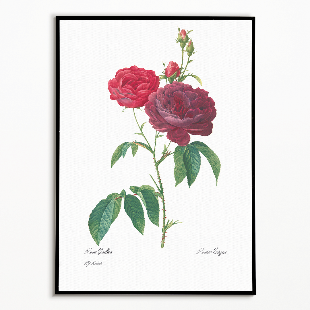 Purple French Rose By Pierre-Joseph Redouté - Art Print