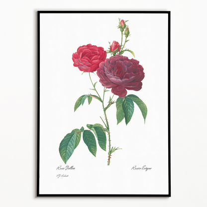 Purple French Rose By Pierre-Joseph Redouté - Art Print