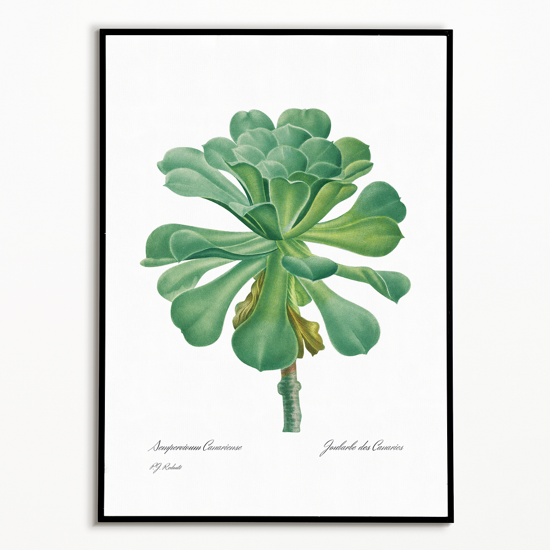 Sempervivum Canariense By Pierre-Joseph Redouté - Art Print