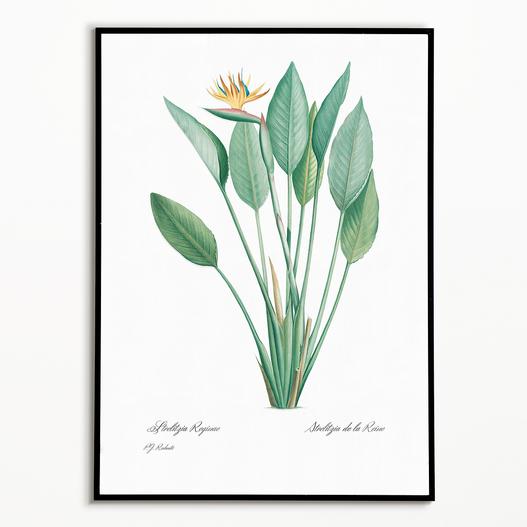 Bird of paradise By Pierre-Joseph Redouté - Art Print