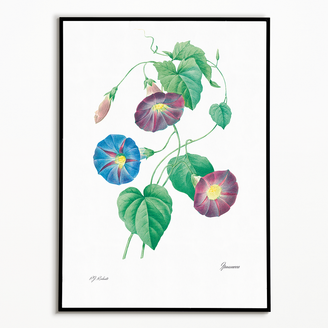 Star-glory Morning–glory By Pierre-Joseph Redouté - Art Print