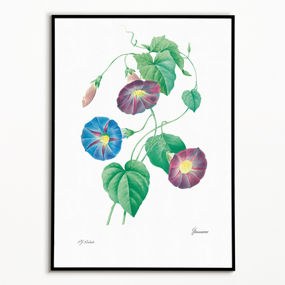 Star-glory Morning–glory By Pierre-Joseph Redouté - Art Print