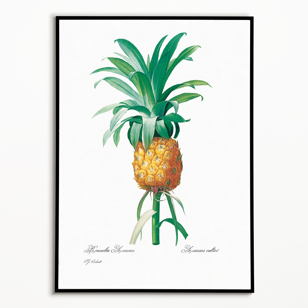 Pineapple By Pierre-Joseph Redouté - Art Print