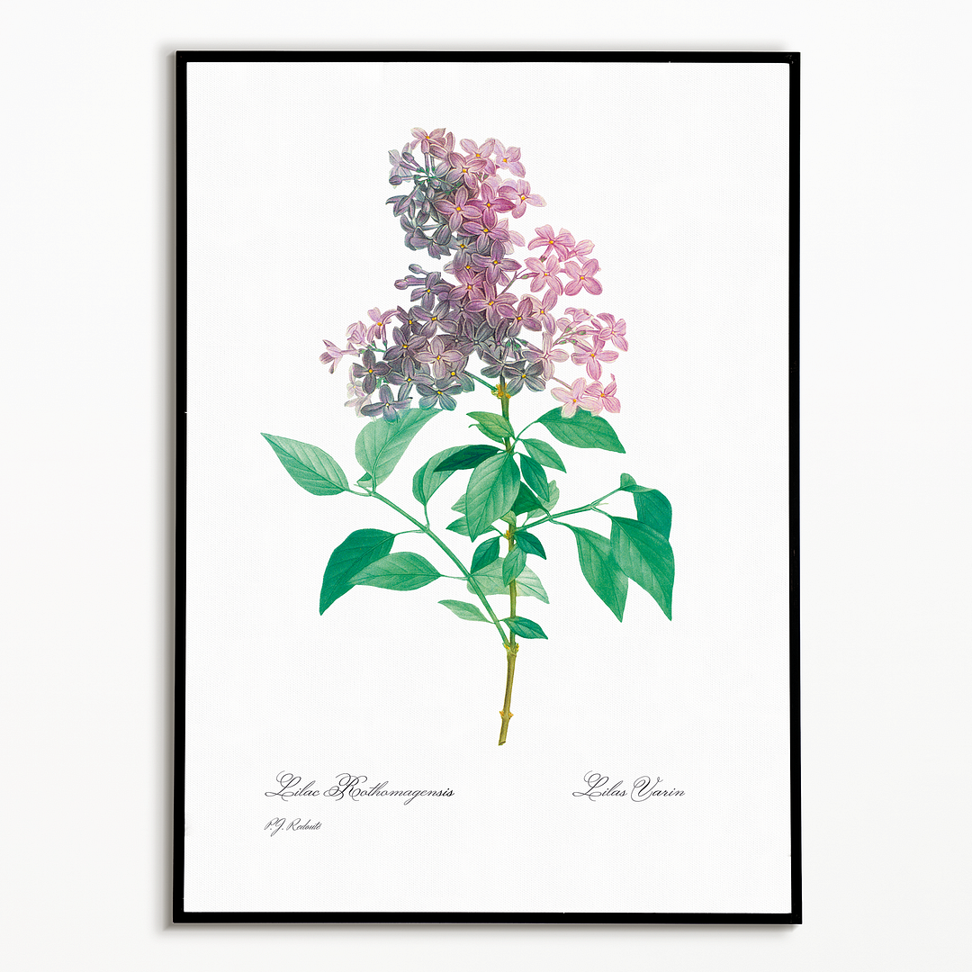 Persian lilac  By Pierre-Joseph Redouté - Art Print